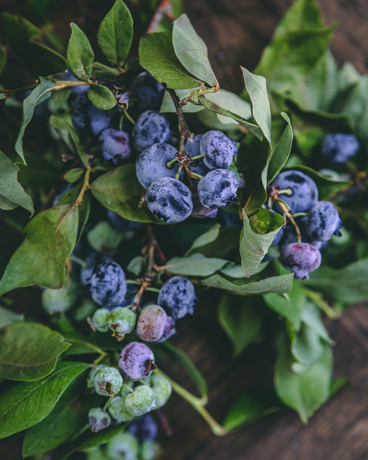 blueberries on a vine