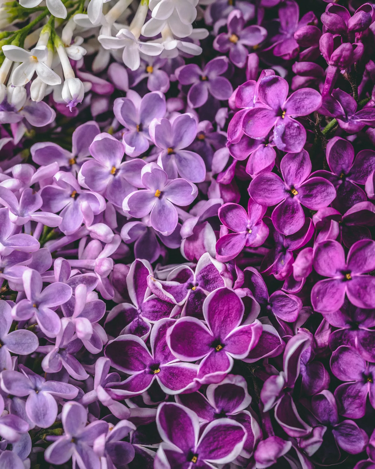 freshly-picked-lilacs