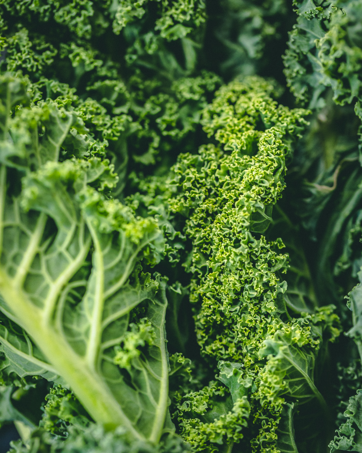 fresh kale up close