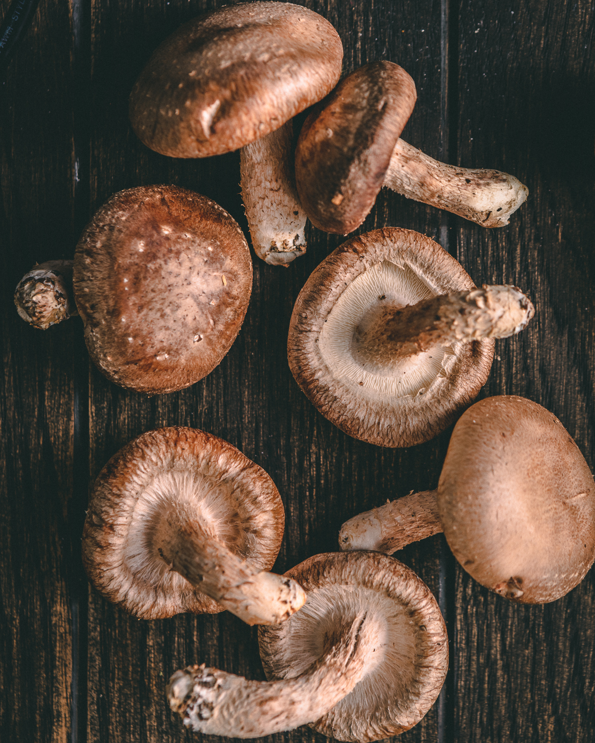 mushrooms up close