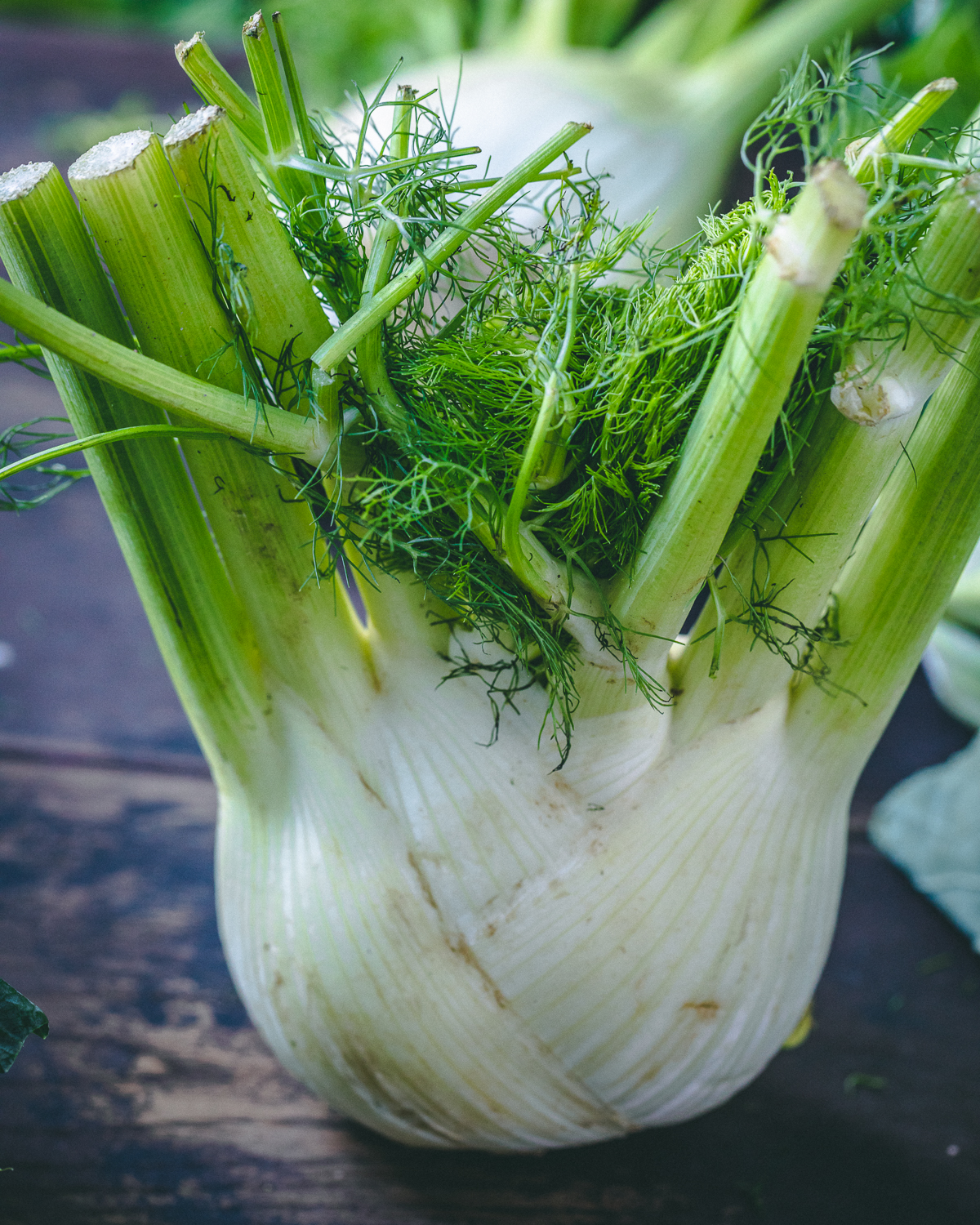 close up of whole fennel